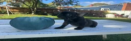 French Bulldog dogs for sale: Bella - Ad 8