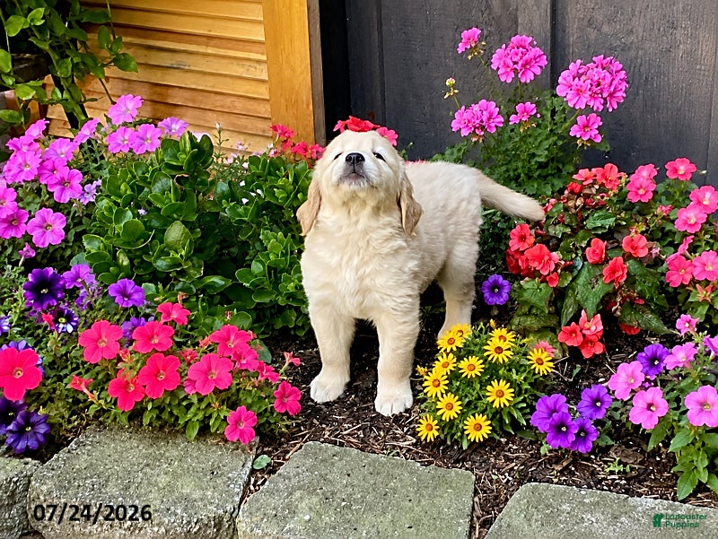 Golden Retriever dogs Kody - Ad 2