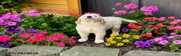 Golden Retriever dogs for sale: Kody - Ad 2