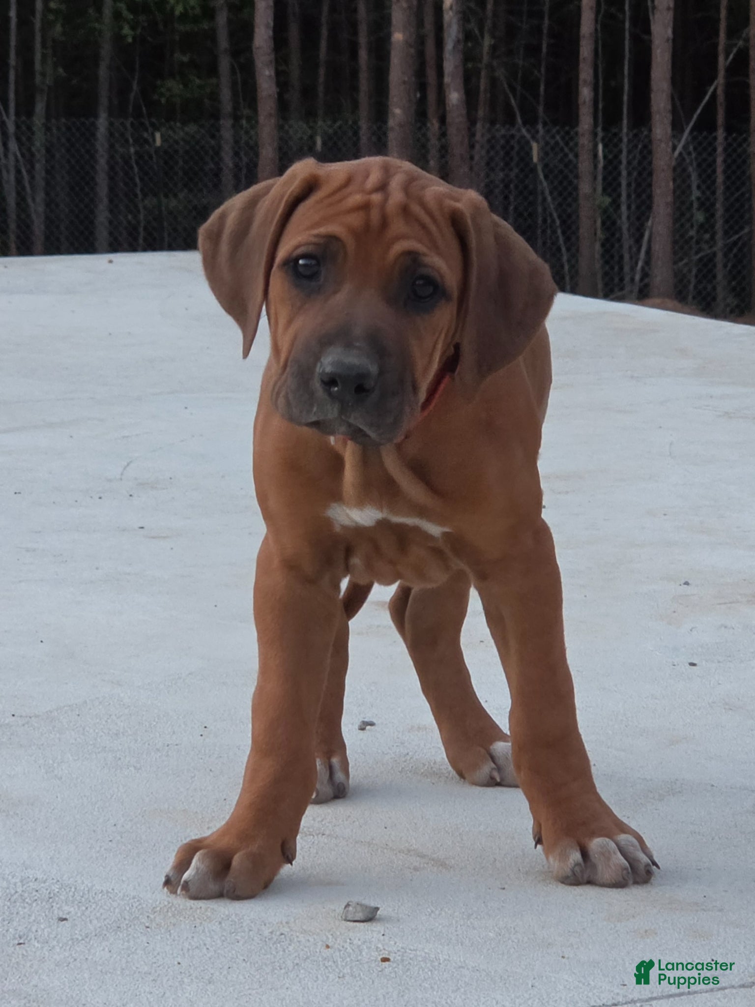 Rhodesian Ridgeback dogs Rhodesian Ridgeback Puppy 1 - Ad 2