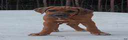 Rhodesian Ridgeback dogs for sale: Rhodesian Ridgeback Puppy 1 - Ad 2