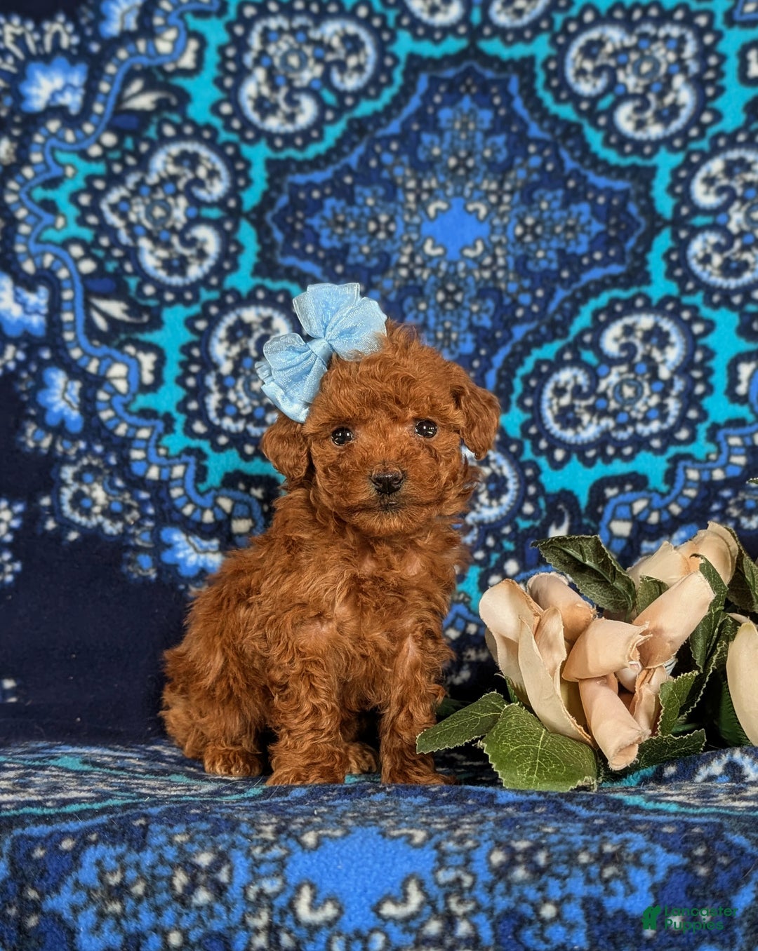 Toy Poodle dogs for sale: Ella - Ad 3