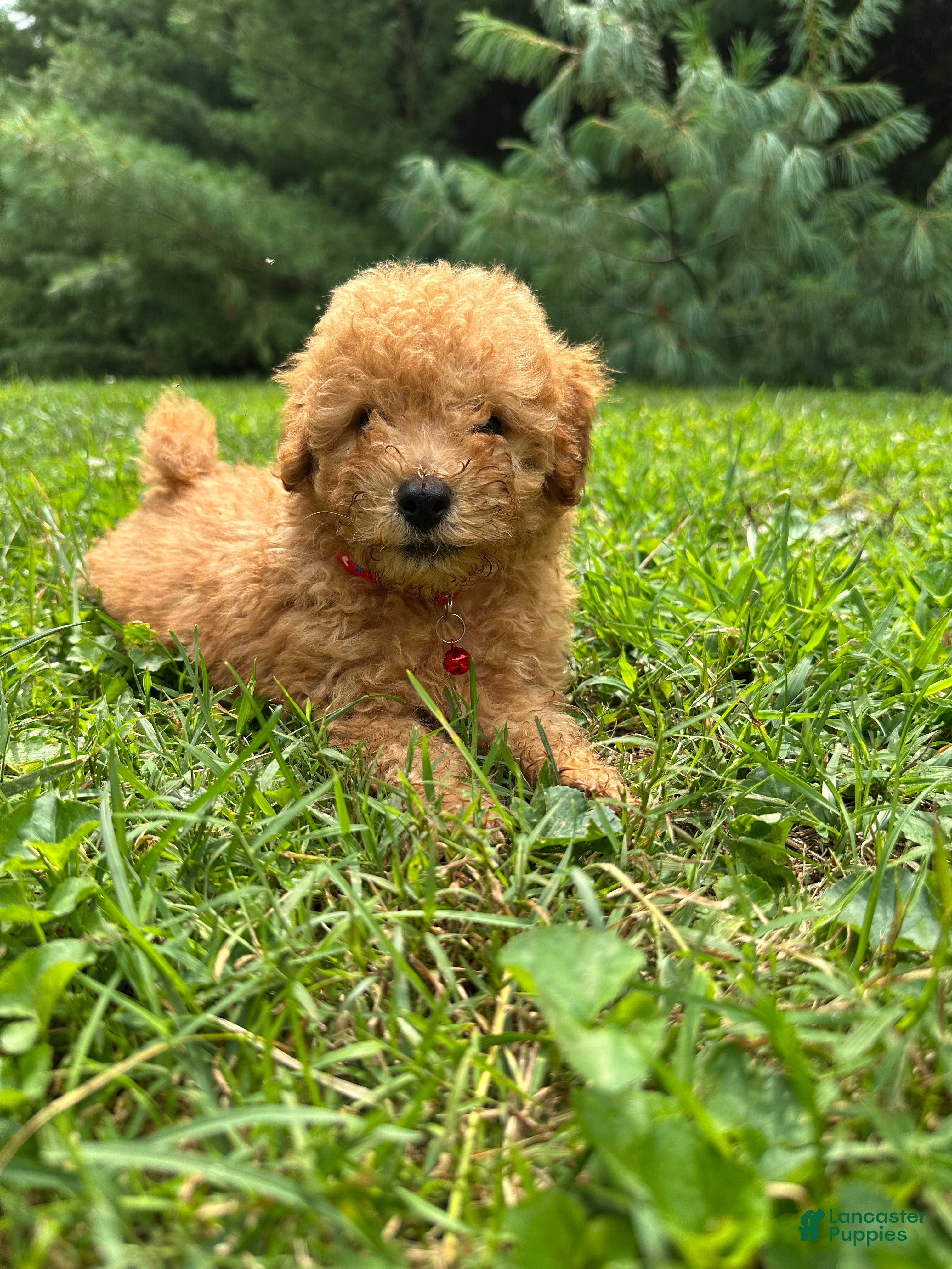 Miniature Poodle dogs Sammy - Ad 2