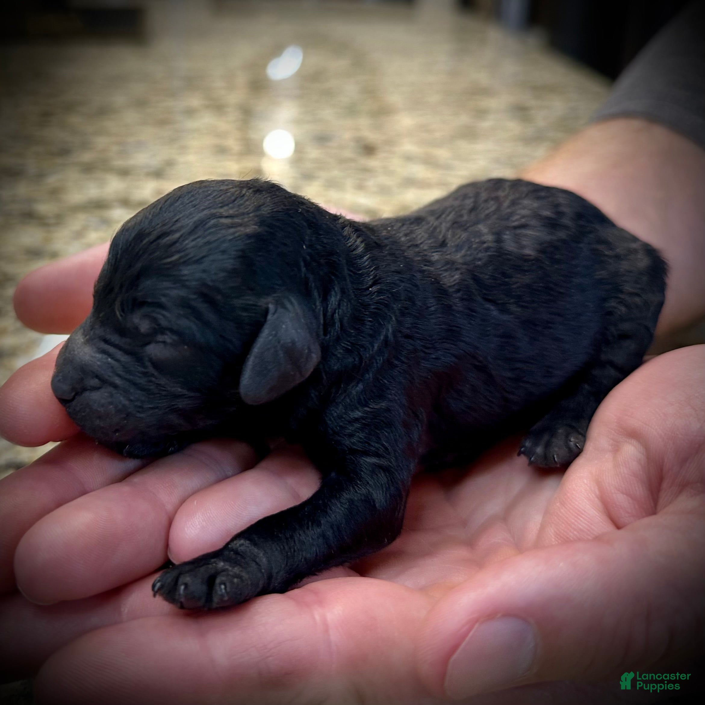 Miniature Poodle dogs Nero - Ad 6