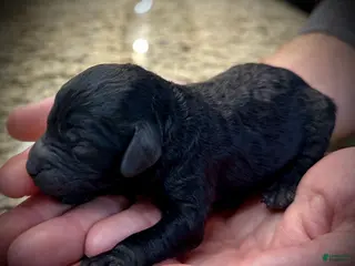 Miniature Poodle dogs Nero - Ad 6