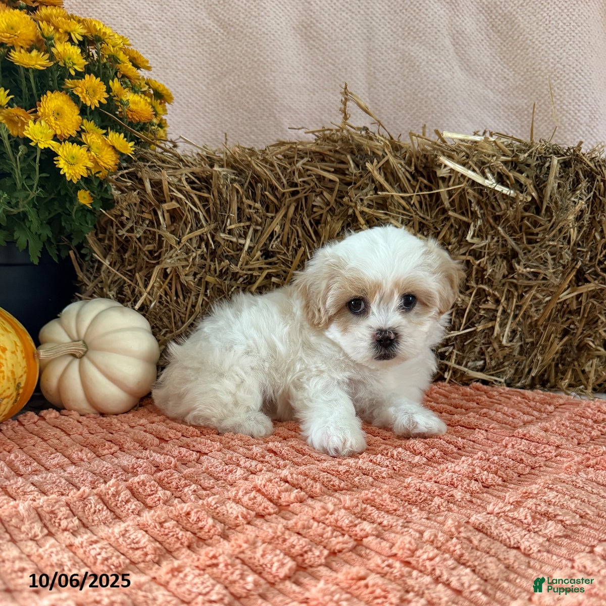 Teddy Bear dogs Cindy - Ad 5