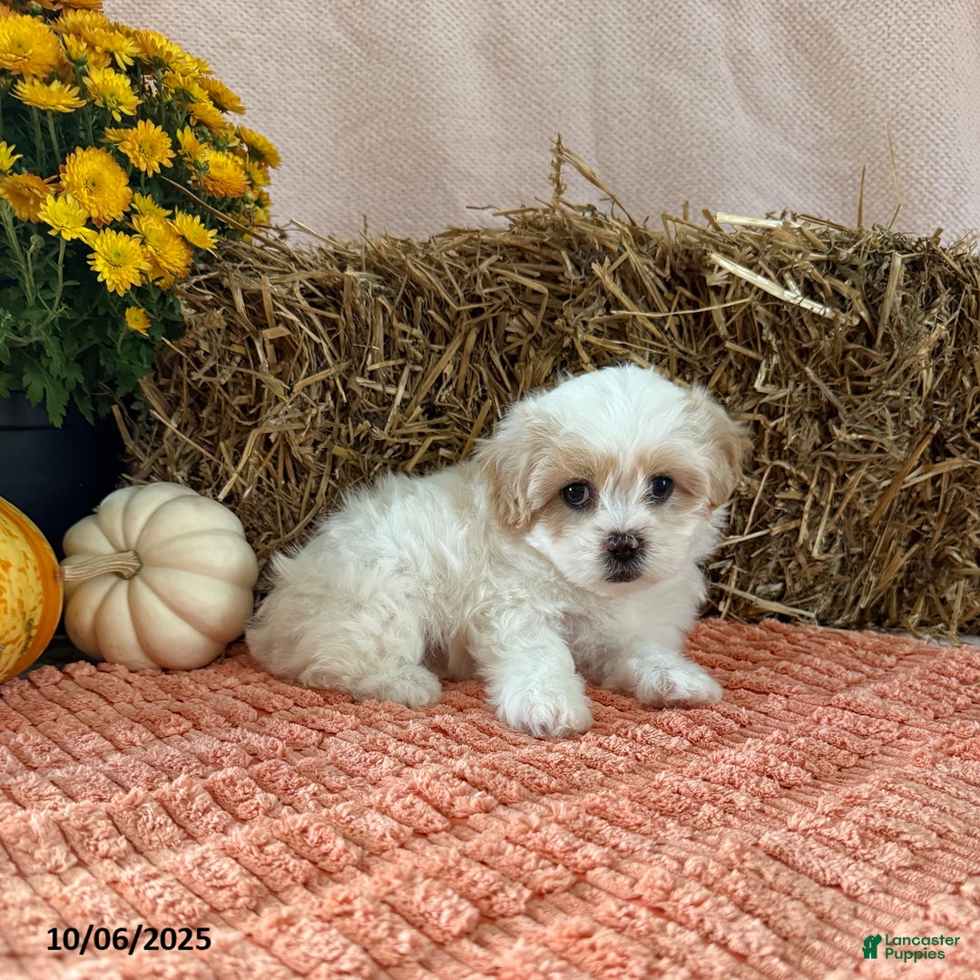 Teddy Bear dogs for sale: Cindy - Ad 1