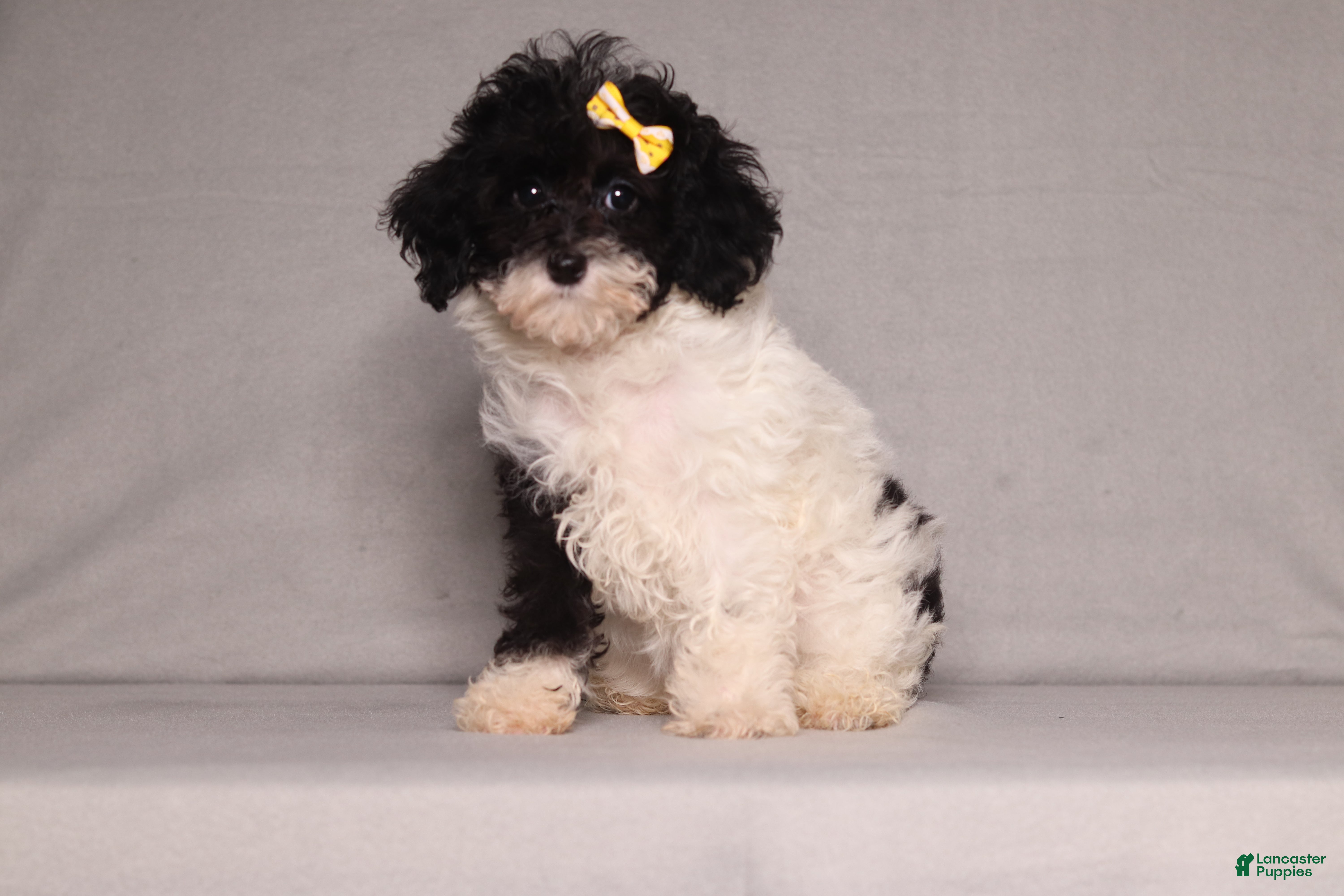 Mixed Breed dogs Winnie - Ad 2