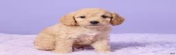 Cavapoo dogs for sale: Abby - Ad 3