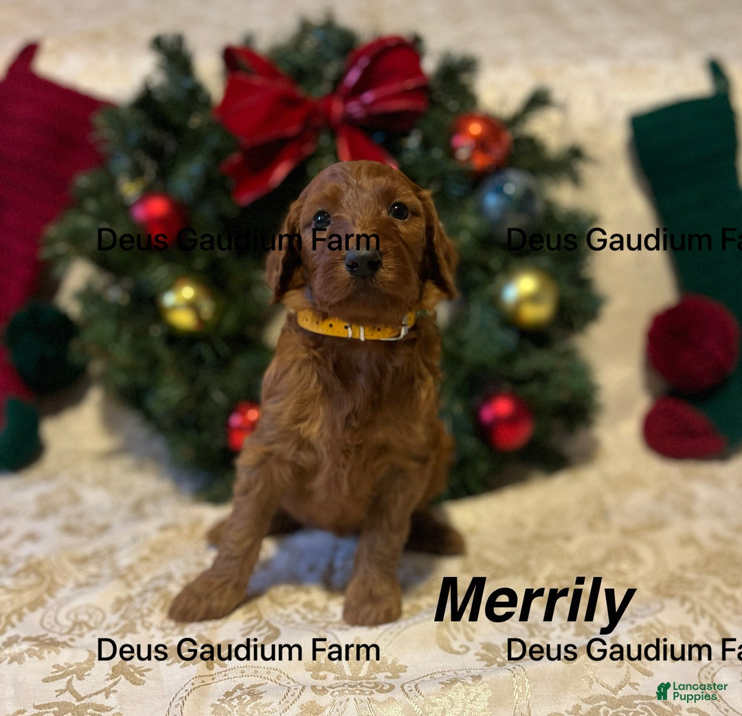 Irish Doodle dogs for sale: Merrily - Ad 5