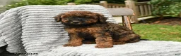 Cockapoo dogs for sale: Beau - Ad 2