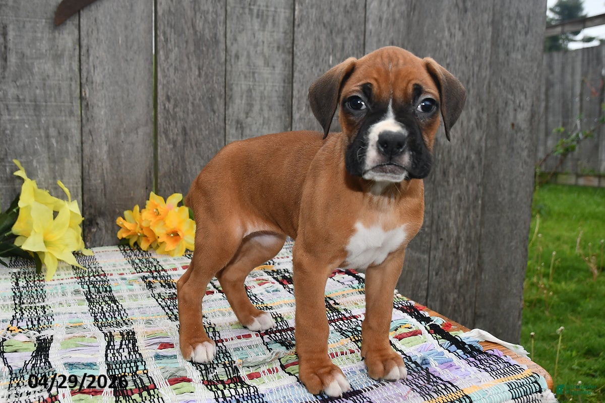 Boxer dogs Millie - Ad 2