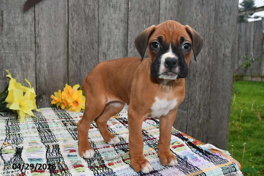 Boxer dogs for sale: Millie - Ad 2