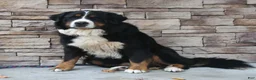 Bernese Mountain Dog dogs for sale: Candy - Ad 8