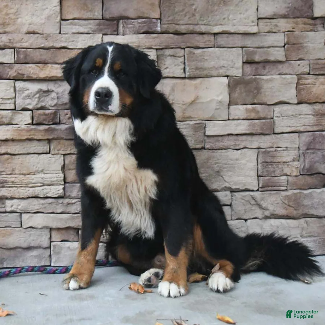 Bernese Mountain Dog dogs for sale: Candy - Ad 8