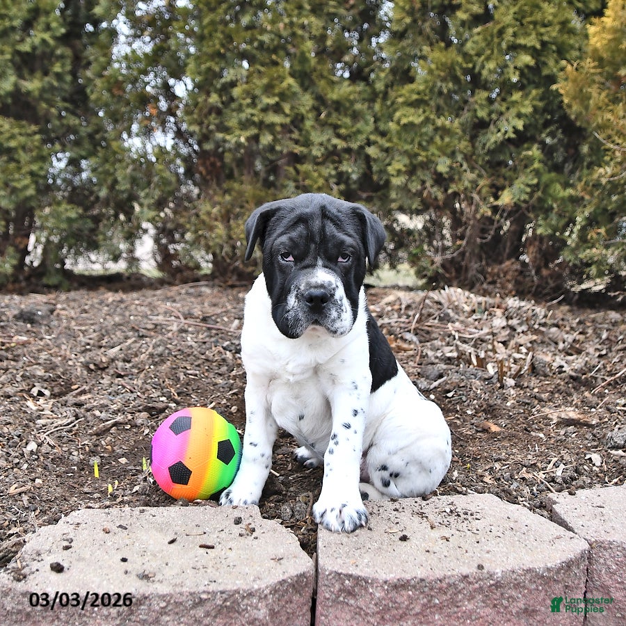 Mini Hippo dogs Gus - Ad 1