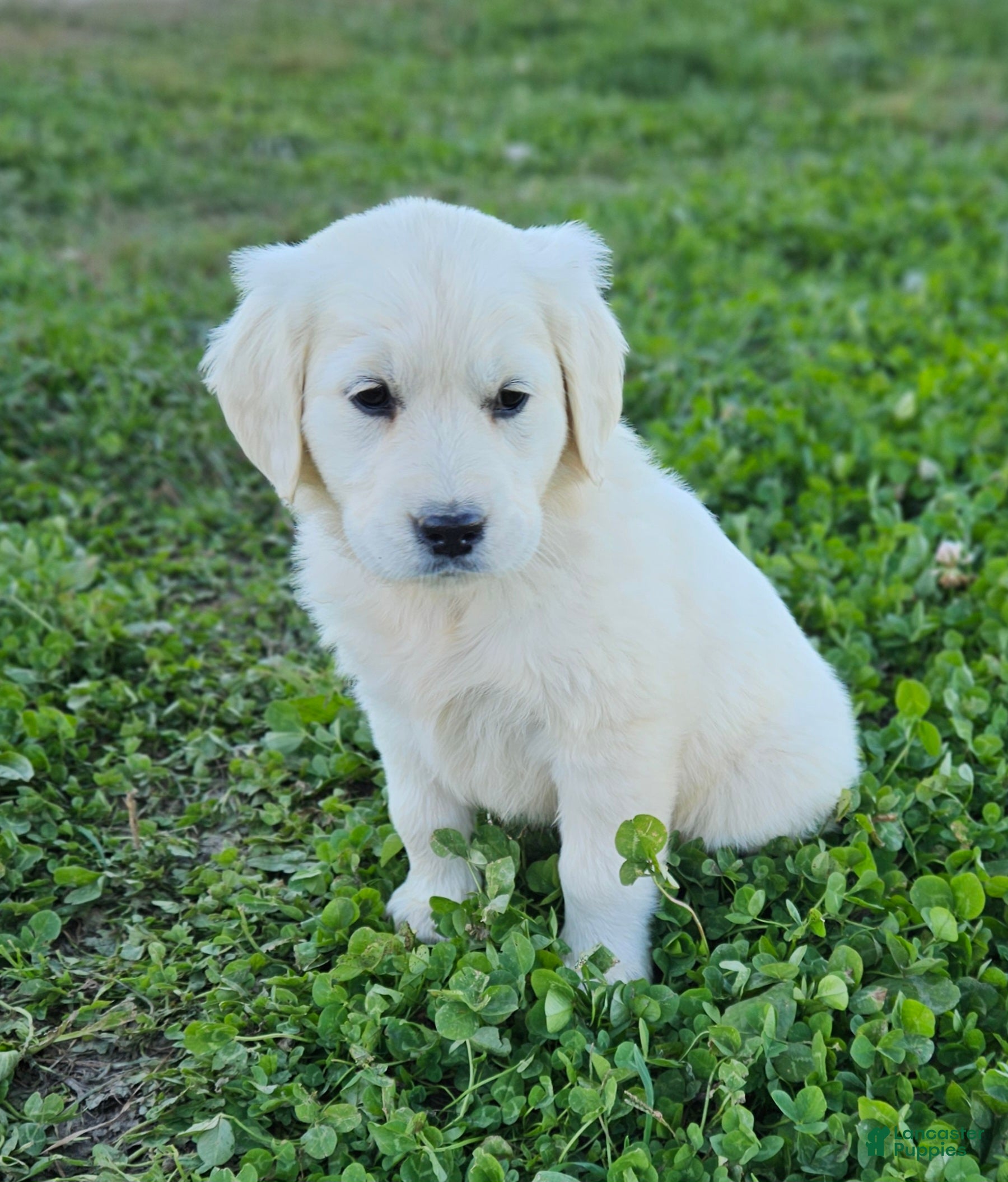 Golden Retriever dogs Ellie - Ad 1