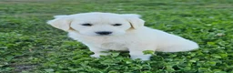 Golden Retriever dogs for sale: Ellie - Ad 1