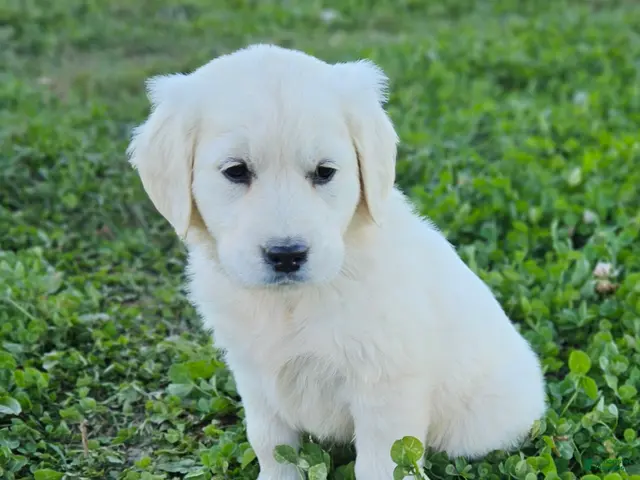 Golden Retriever dogs Ellie - Ad 1