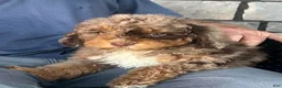 Mini Aussiedoodle dogs for sale: Trifle Mini Aussiedoodle  - Ad 1