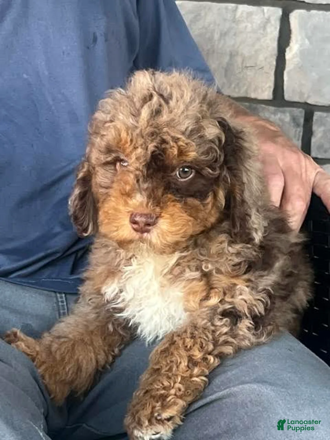 Mini Aussiedoodle dogs for sale: Trifle Mini Aussiedoodle  - Ad 1