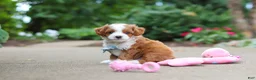 Cavapoo dogs for sale: Hudson - Ad 10
