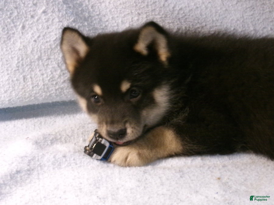 Pomsky dogs Bear - Ad 2