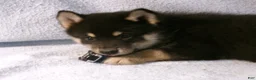 Pomsky dogs for sale: Bear - Ad 2