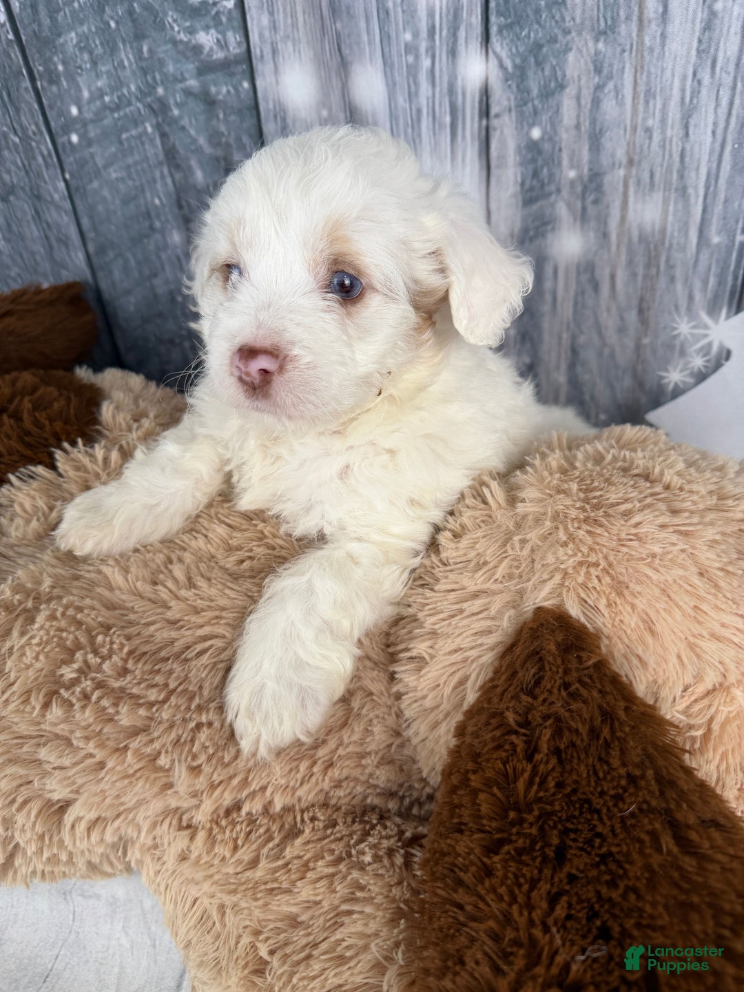 Aussiedoodle dogs for sale: Hosea - Ad 8