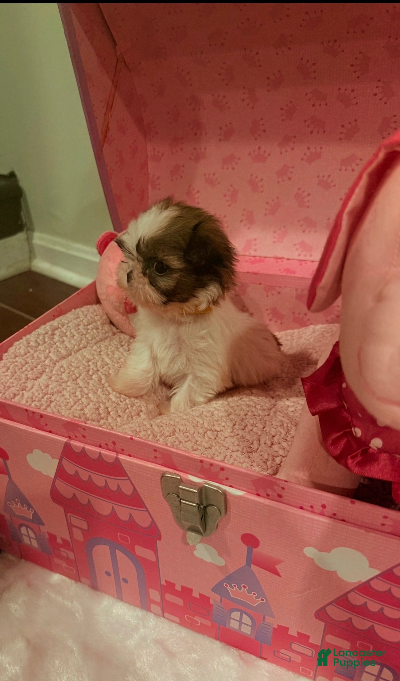 Shih Tzu dogs Shih Tzu Puppy 4 - Ad 22