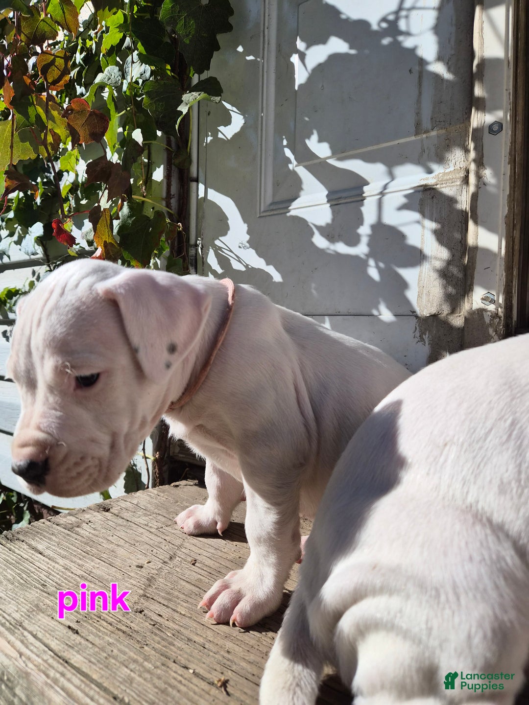 Dogo Argentino dogs for sale: Dogo Argentino Puppy 6 - Ad 2