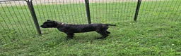 Cane Corso dogs for sale: Mabel - Ad 5