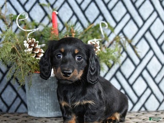 Miniature Dachshund dogs Tori - Ad 36