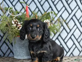 Miniature Dachshund dogs Tori - Ad 39