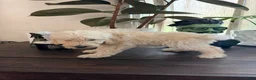 Labradoodle dogs for sale: Michael  - Ad 4