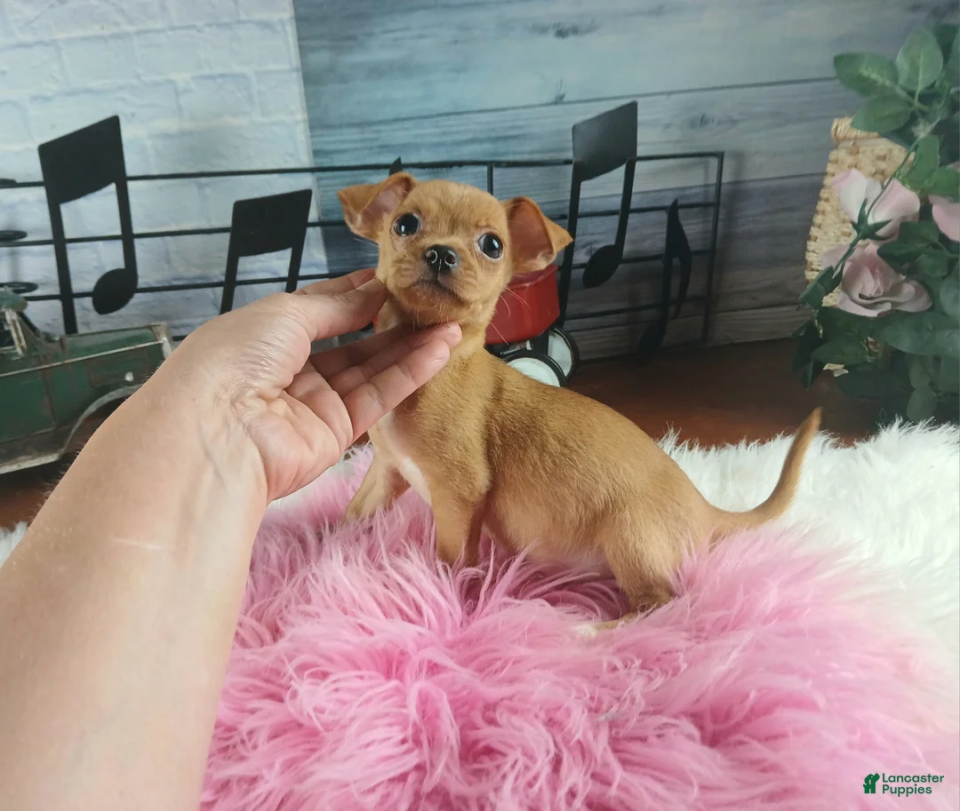 Chihuahua dogs for sale: Red fawn girl. Hand delivery  - Ad 2