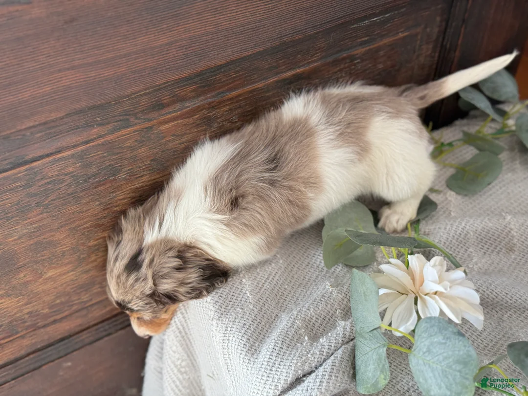 Miniature Dachshund dogs for sale: Mable - Ad 14