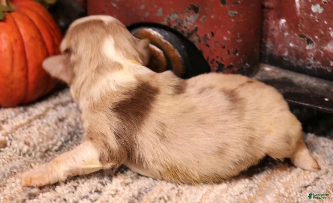 Toy Australian Shepherd dogs for sale: Indi red merle f - Ad 2