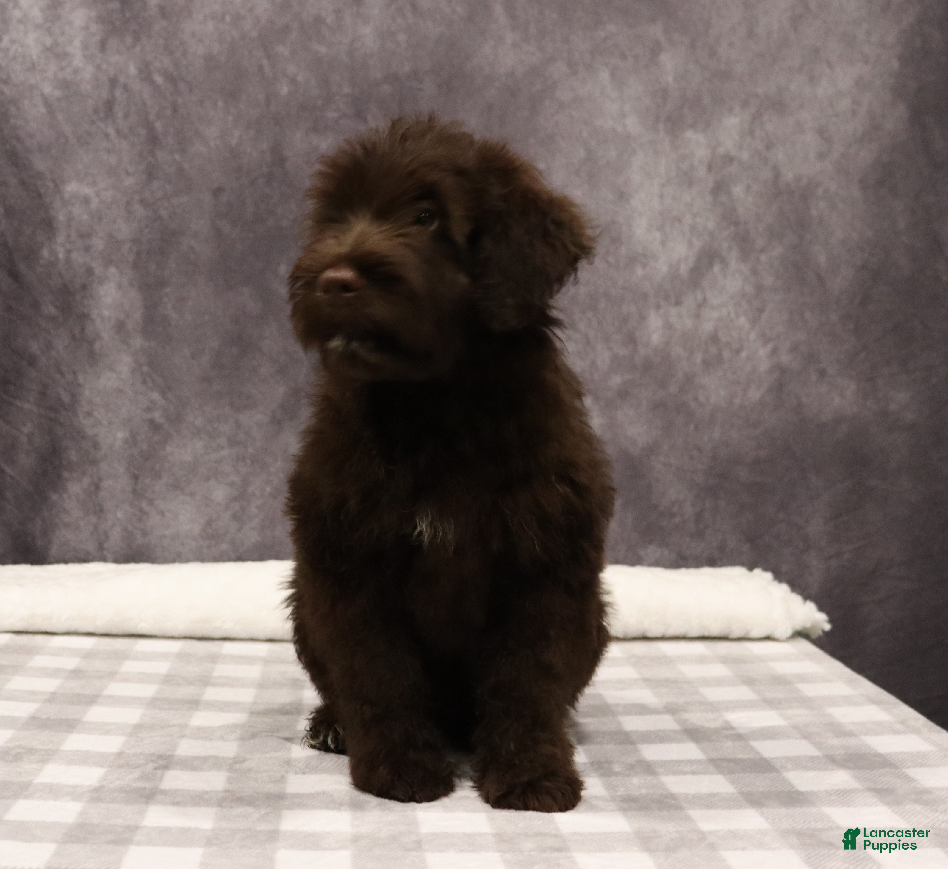 Portuguese Water Dog dogs Timmy - Ad 26