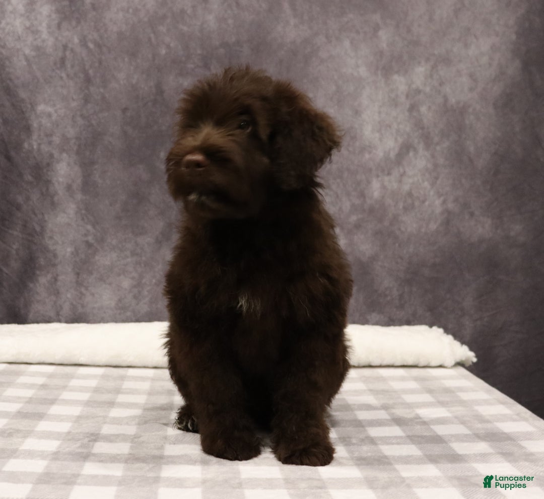 Portuguese Water Dog dogs for sale: Timmy - Ad 1
