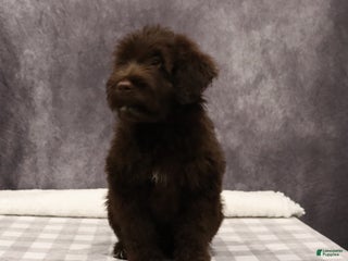 Portuguese Water Dog dogs Timmy - Ad 39
