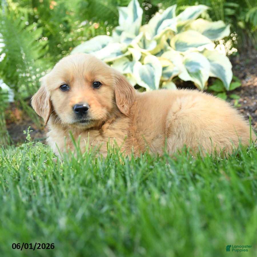 Golden Retriever dogs Rascal - Ad 2
