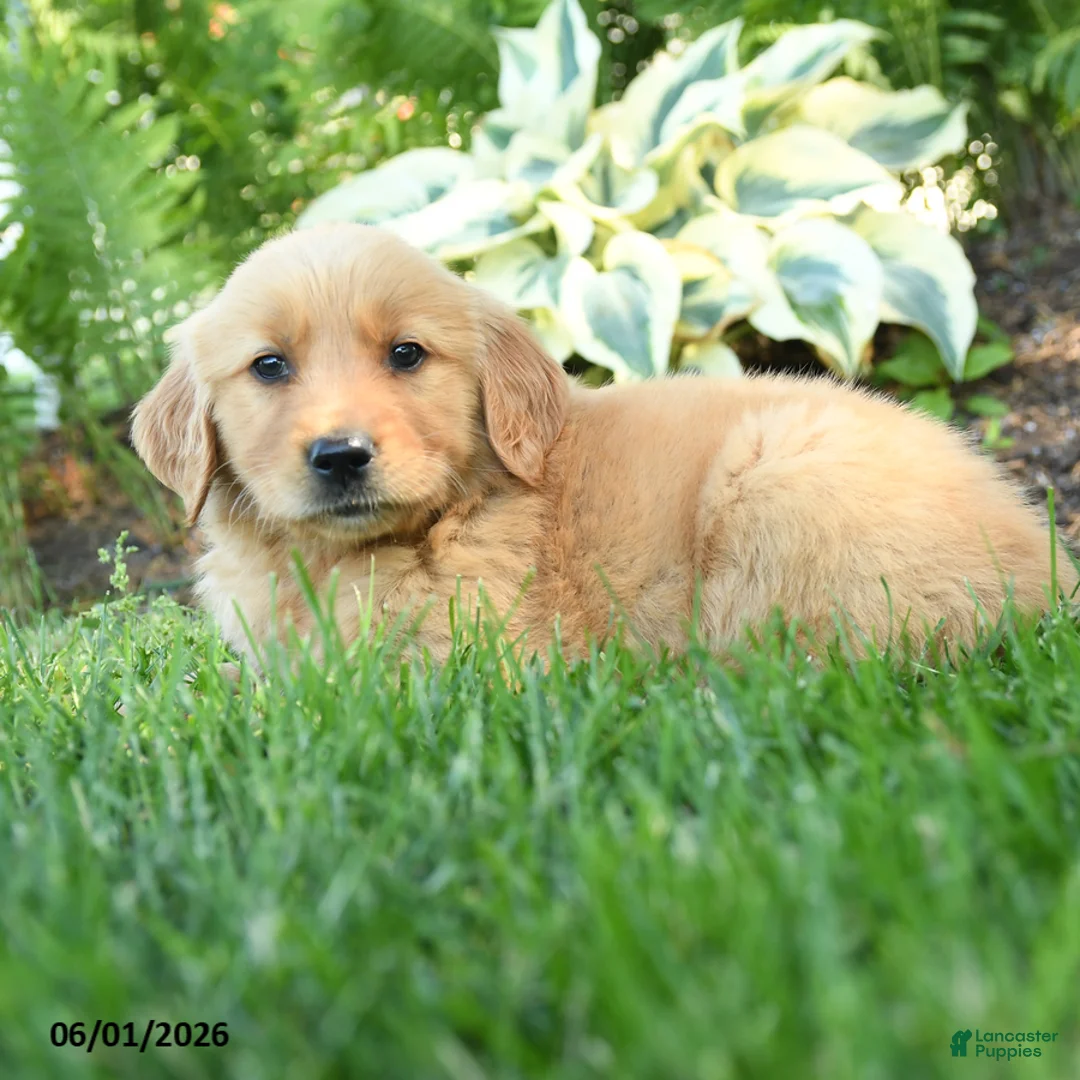 Golden Retriever dogs for sale: Rascal - Ad 2