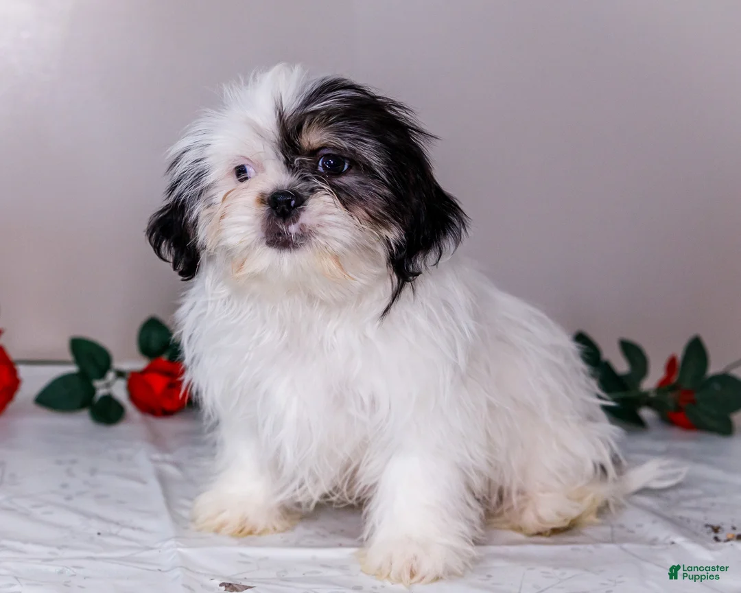 Shih Tzu dogs for sale: Lanceton - Ad 10