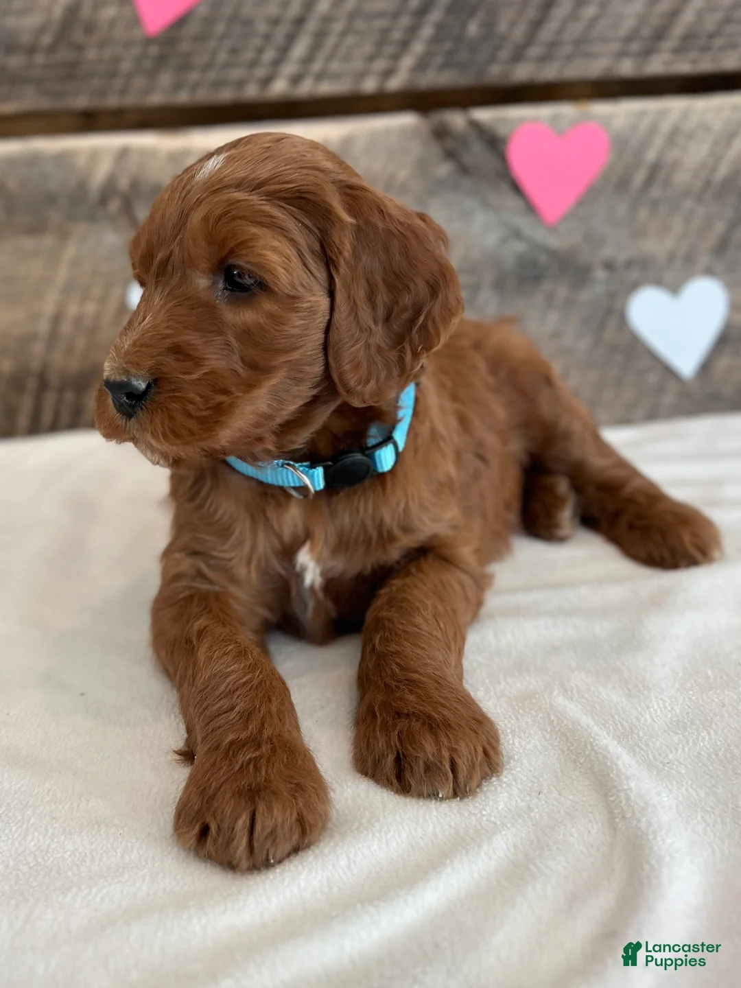 Irish Doodle dogs for sale: Ginger - Ad 6