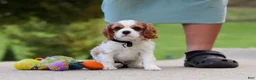 Cavalier King Charles Spaniel dogs for sale: Arby - Ad 4