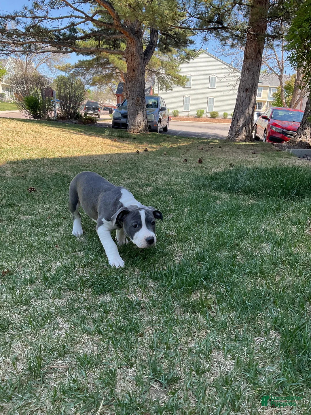 Mixed Breed dogs for sale: Staffshire terrier,American bully #4 - Ad 4