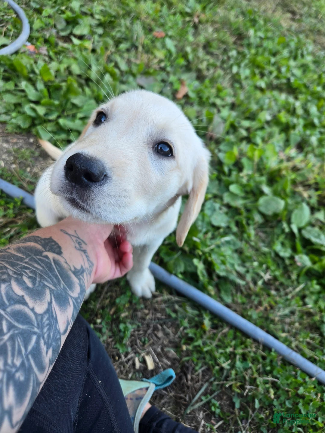 Goldador dogs for sale: Goldador Puppy 1 - Ad 1