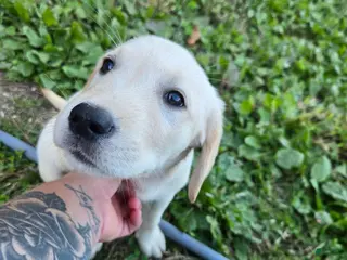 Goldador dogs Goldador Puppy 1 - Ad 10