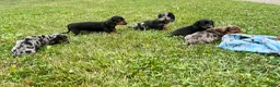 Dachshund dogs for sale: Dutch - Ad 4